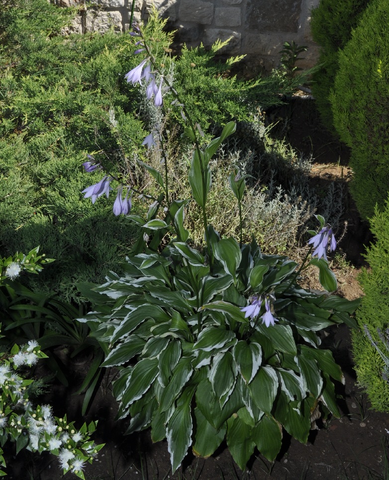 Изображение особи Hosta undulata.