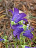 Campanula circassica