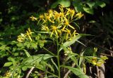 Senecio ovatus