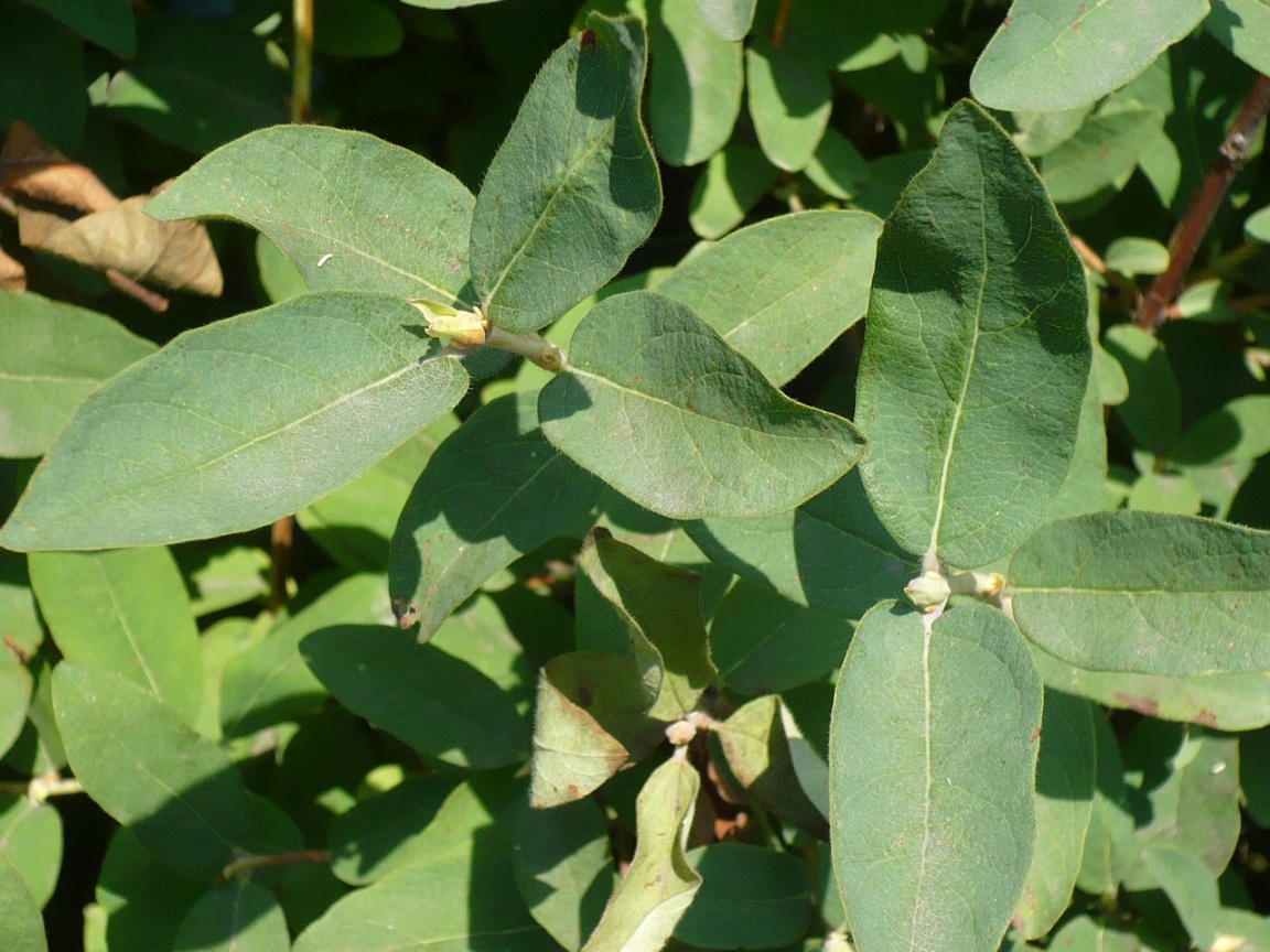 Image of Lonicera edulis specimen.