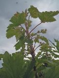 Ribes glabrum