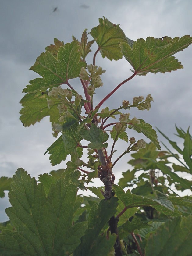 Image of Ribes glabrum specimen.