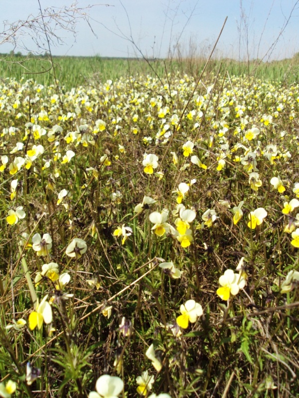 Image of Viola tricolor specimen.