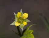 Geum urbanum. Цветок. Саратов, Кумысная поляна. 12.07.2014.