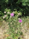 Cirsium polonicum. Цветущее растение. Тамбовская обл., Петровский р-н, с. Покровское, окраина сада. 27.07.2014.