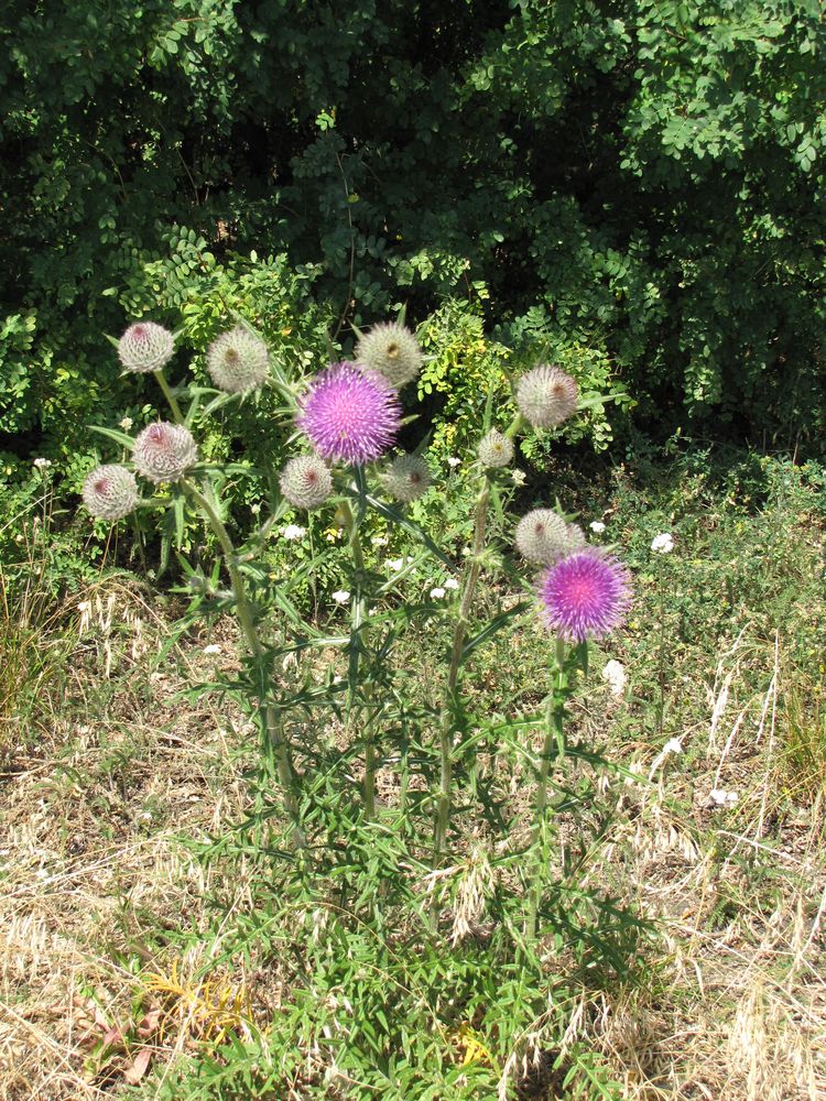 Image of Cirsium polonicum specimen.