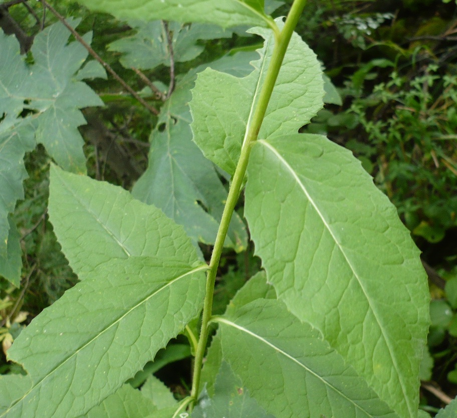 Image of Saussurea latifolia specimen.