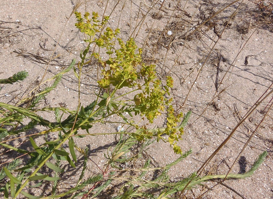 Изображение особи Euphorbia seguieriana.