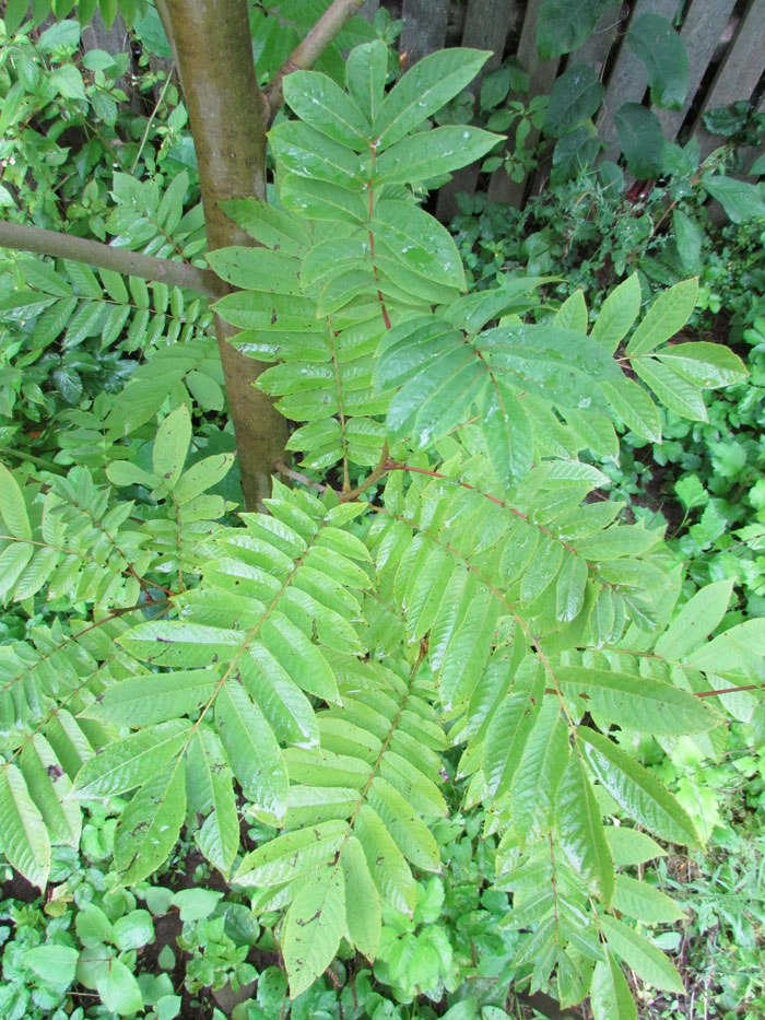 Image of Pterocarya rhoifolia specimen.