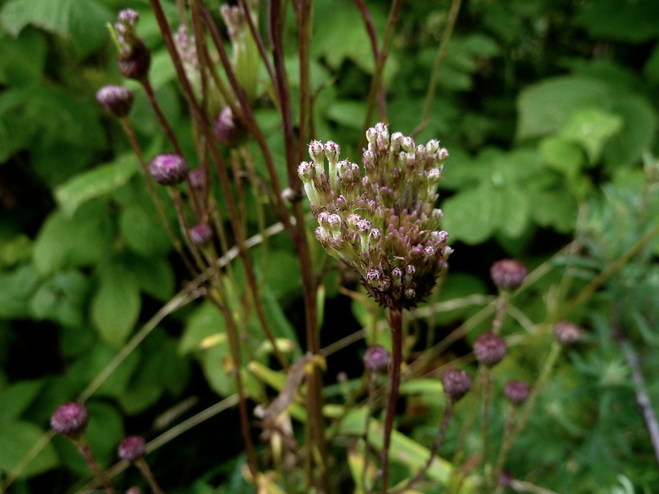 Image of Cirsium setosum specimen.