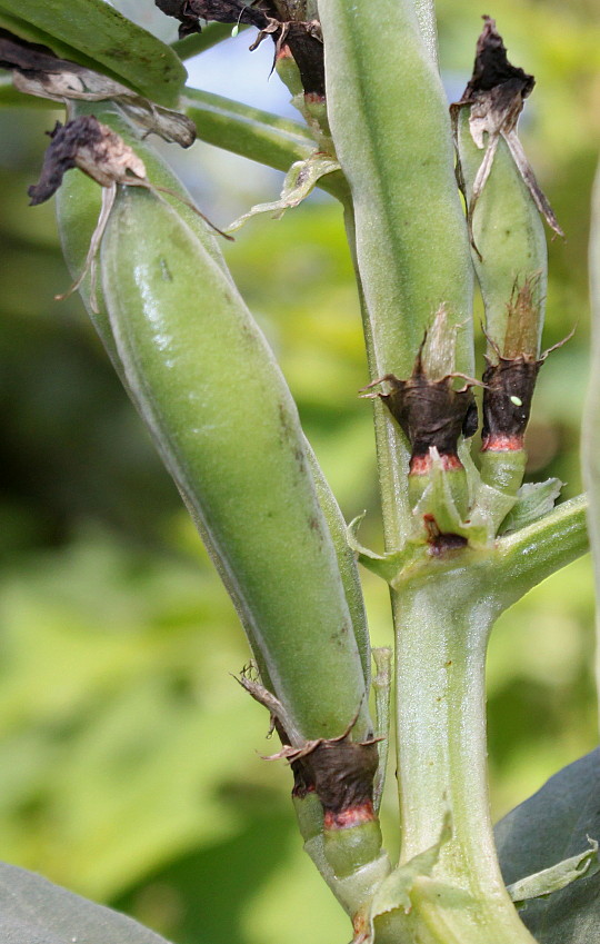 Изображение особи Vicia faba.