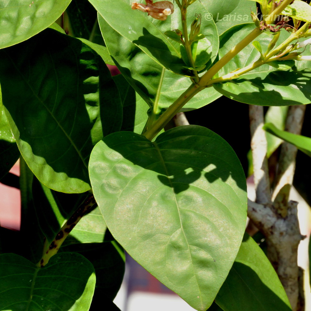 Image of Pseuderanthemum carruthersii specimen.