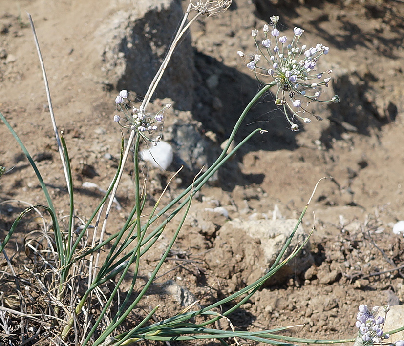 Изображение особи Allium anisopodium.