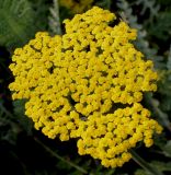 Achillea filipendulina