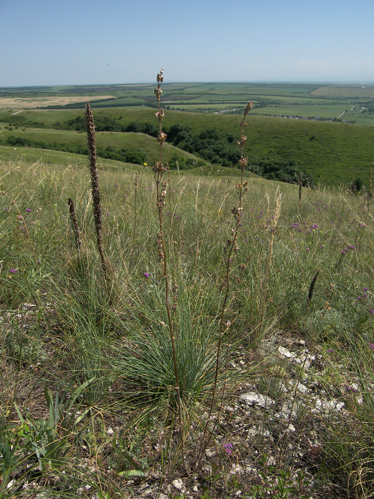 Image of Silene densiflora specimen.