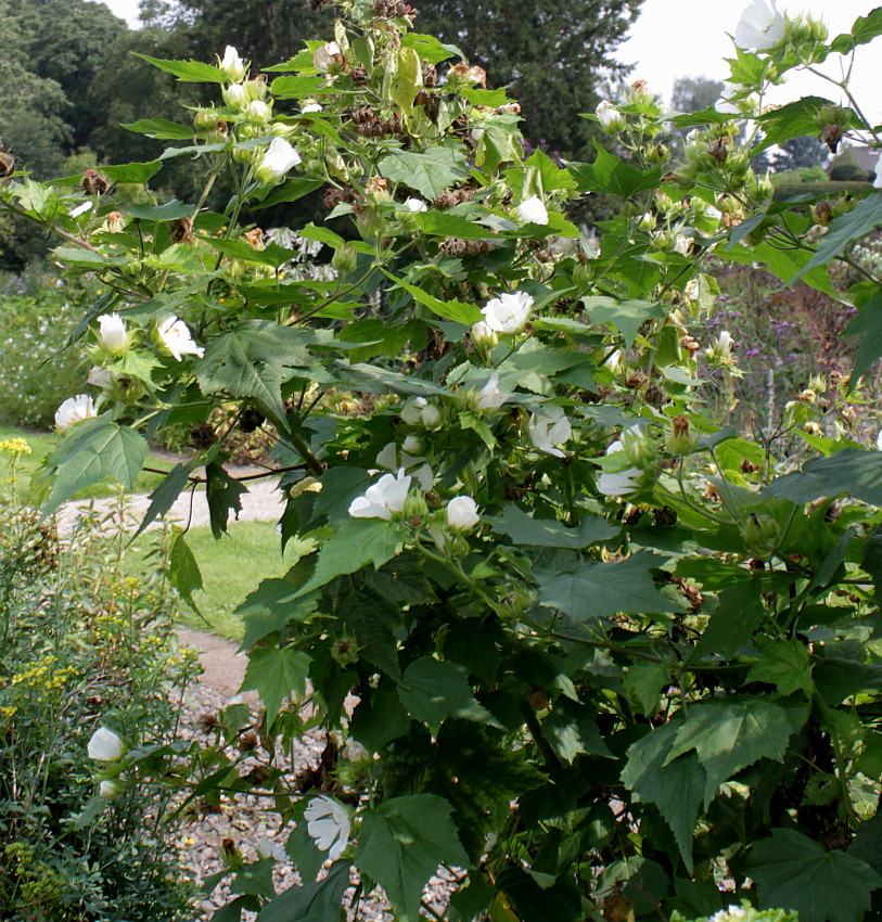 Изображение особи Kitaibelia vitifolia.