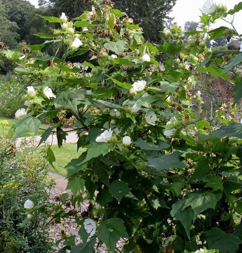Image of Kitaibelia vitifolia specimen.
