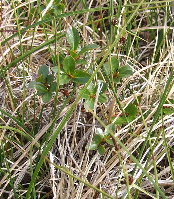 Изображение особи Salix myrsinites.