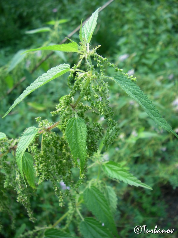 Image of Urtica dioica specimen.