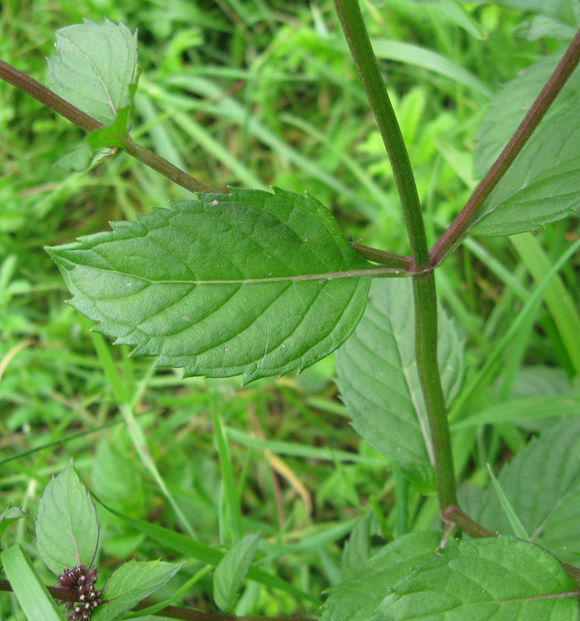 Изображение особи Mentha &times; gracilis.