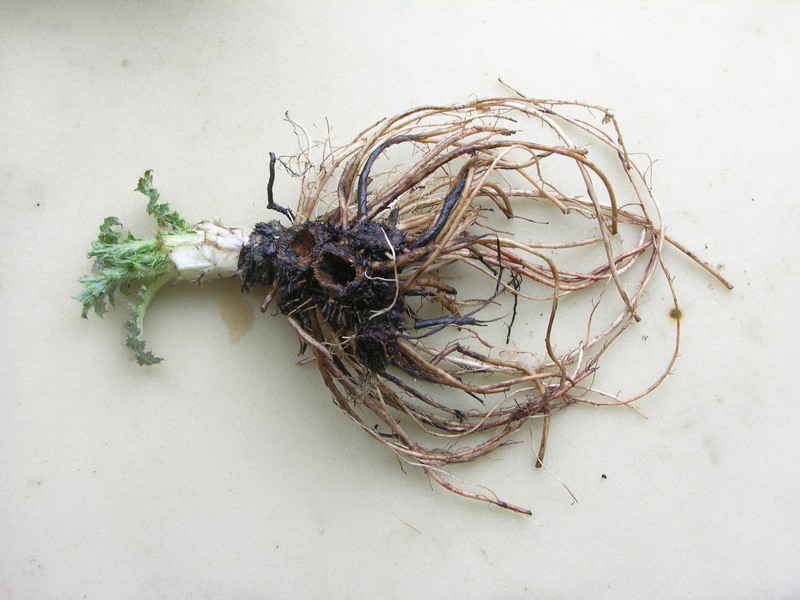 Image of Cirsium kamtschaticum specimen.