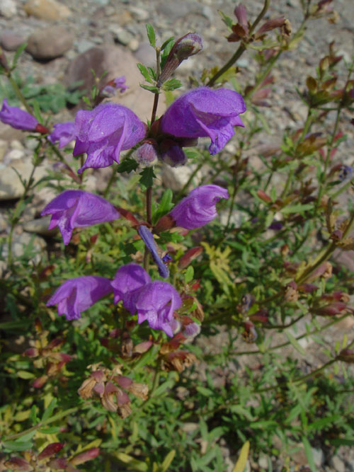 Изображение особи Dracocephalum bipinnatum.