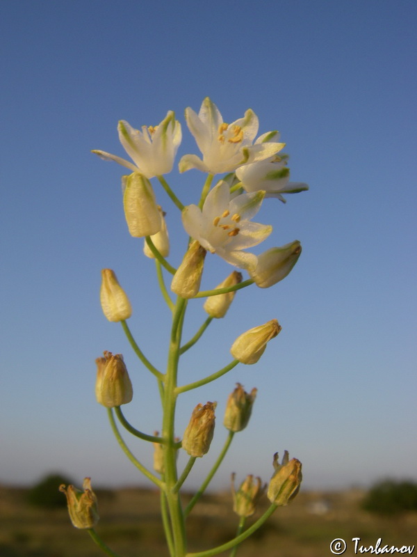 Image of Prospero autumnale specimen.