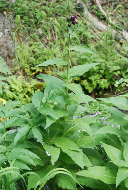 Изображение особи Cirsium helenioides.