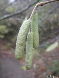 Corylus avellana