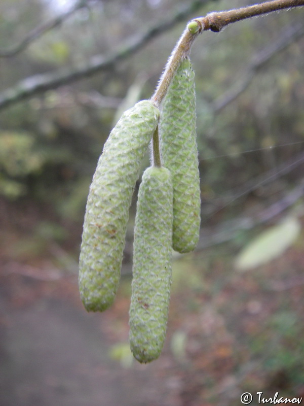 Изображение особи Corylus avellana.