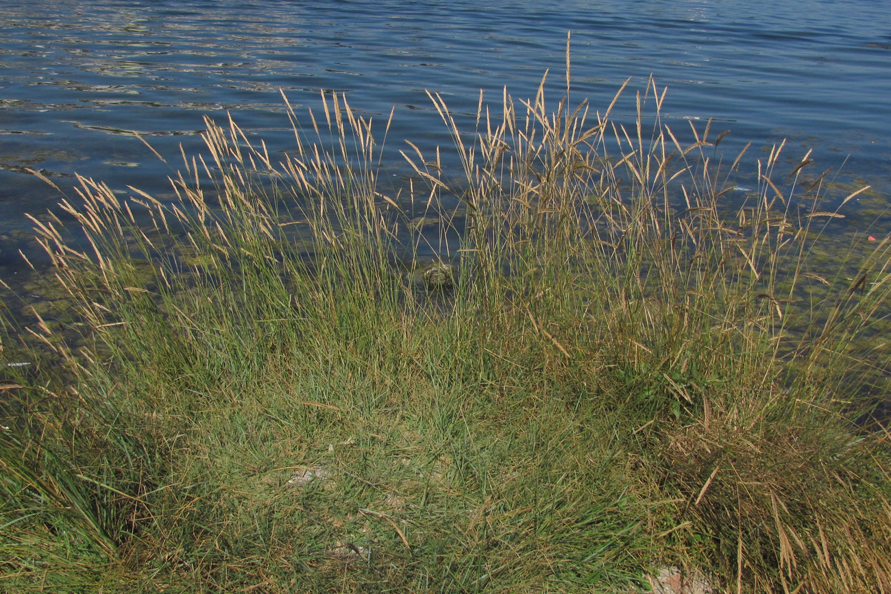 Изображение особи × Agrotrigia hajastanica.