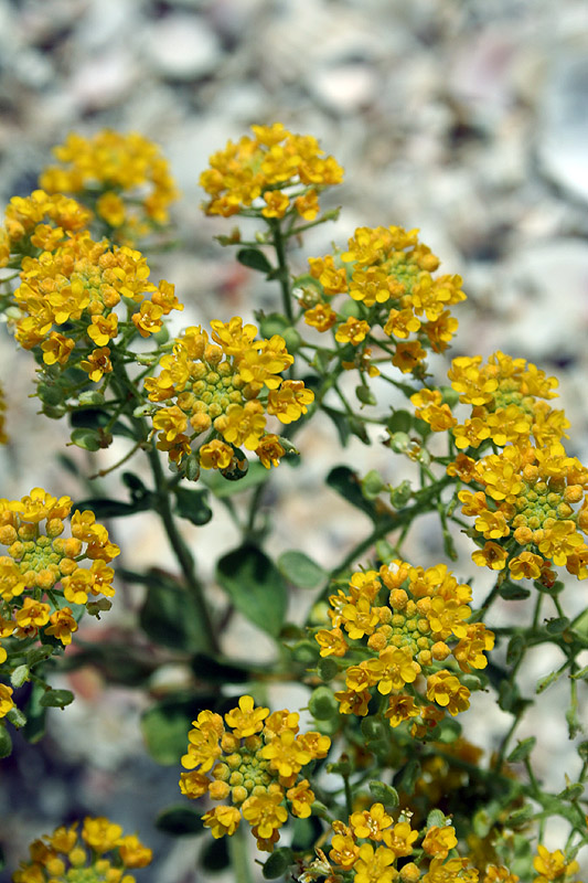 Image of Odontarrhena borzaeana specimen.