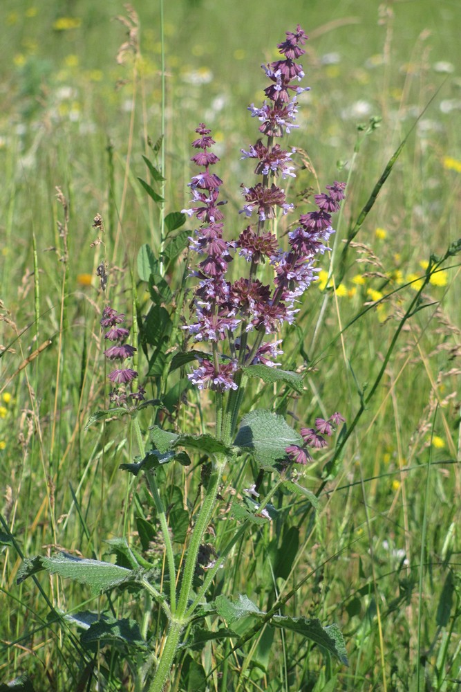 Image of Salvia verticillata specimen.