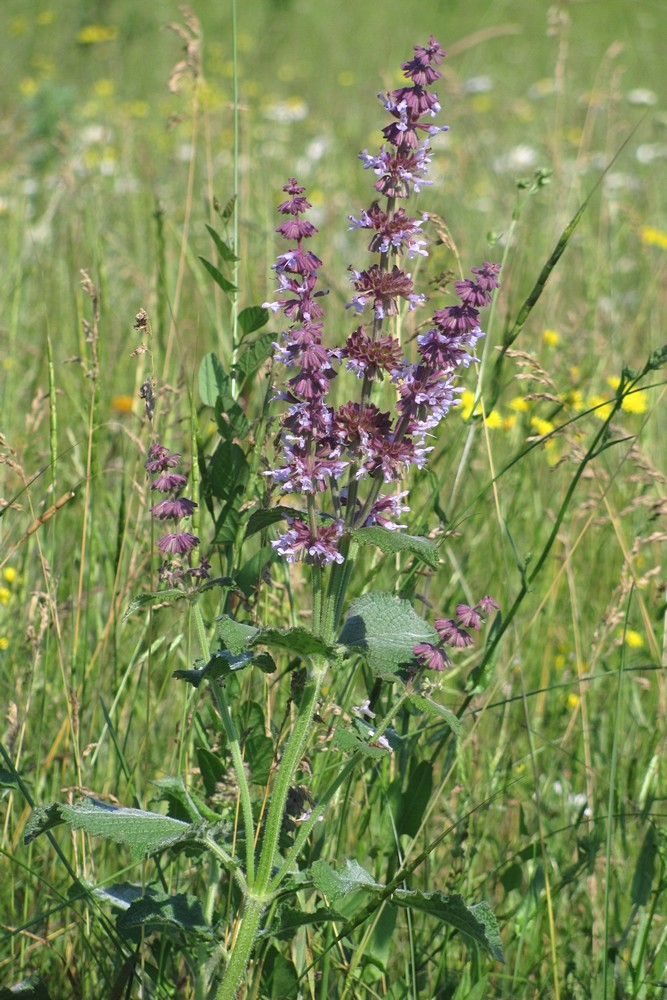 Изображение особи Salvia verticillata.