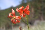 Lilium pumilum. Цветки. Иркутская обл., Ольхонский р-н, побережье Малого Моря (оз. Байкал), окр. мыса Улан-Ханский, береговой обрыв. 11.07.2015.