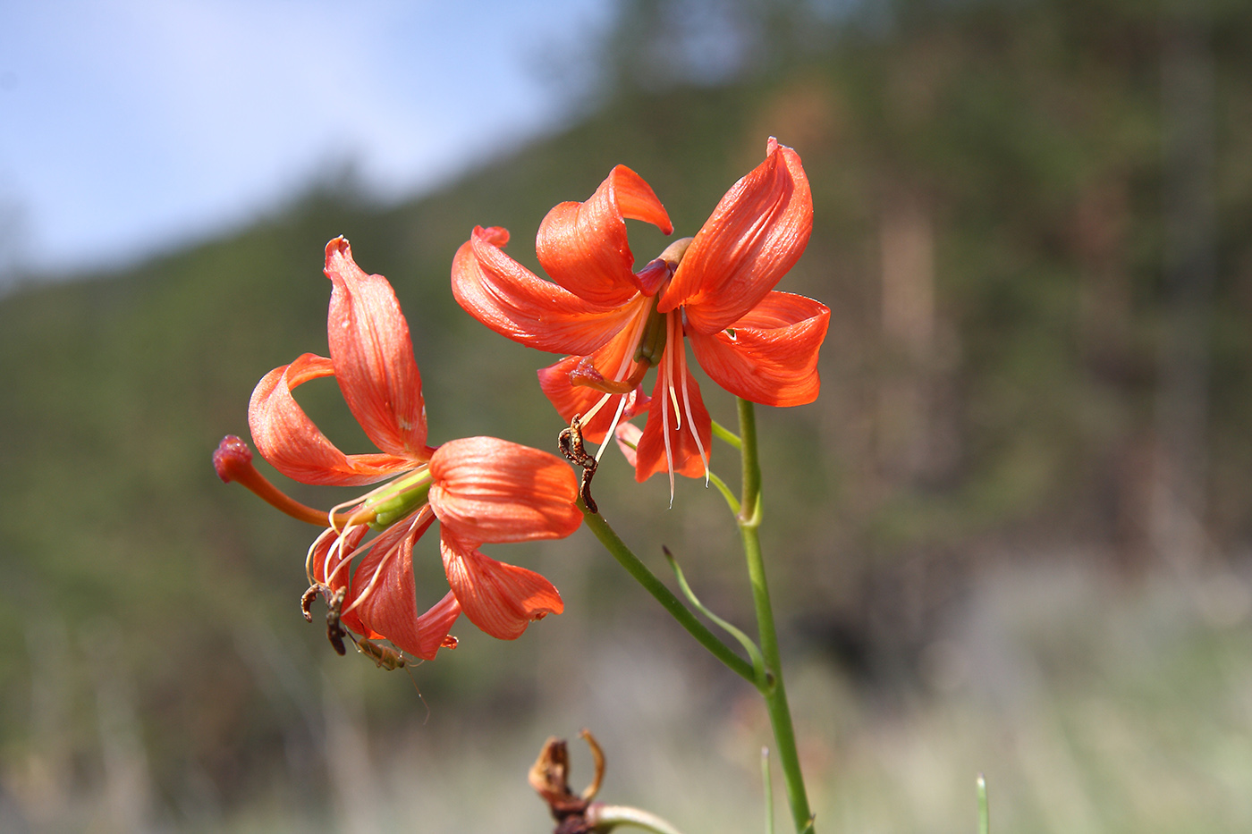 Изображение особи Lilium pumilum.