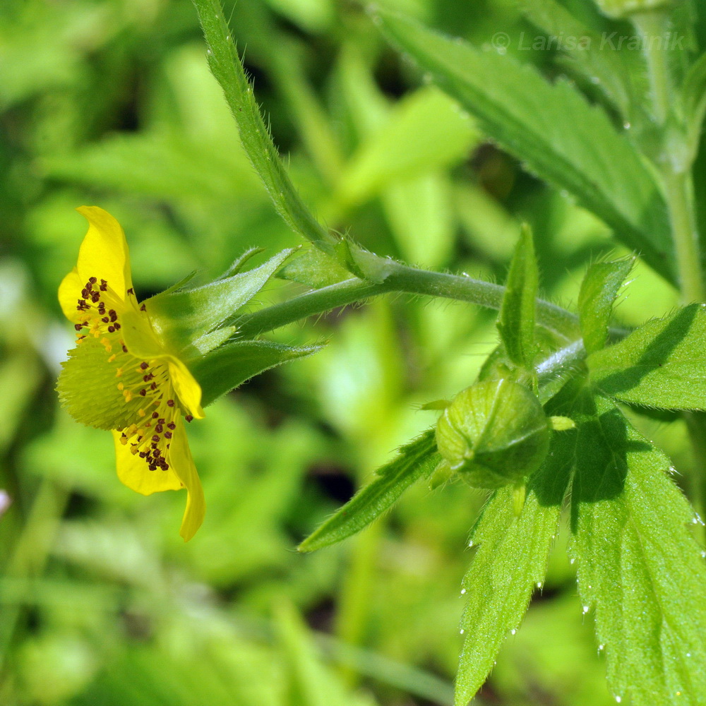 Изображение особи Geum aleppicum.