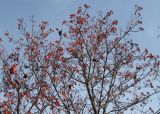 Sorbus intermedia