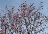 Sorbus intermedia. Крона дерева после листопада. Крым, Симферополь, ботсад университета. 2 ноября 2008 г.