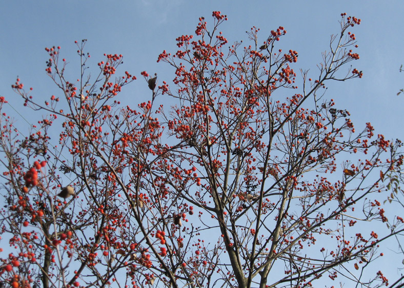 Изображение особи Sorbus intermedia.