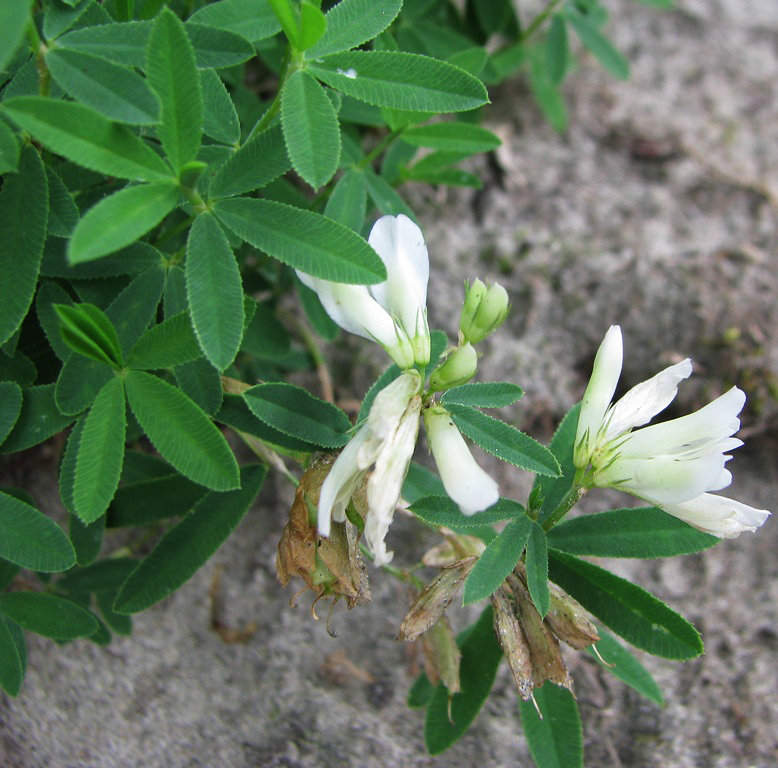 Изображение особи Trifolium lupinaster var. albiflorum.