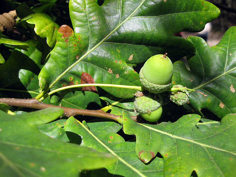 Image of Quercus robur specimen.