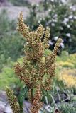 Rumex pamiricus