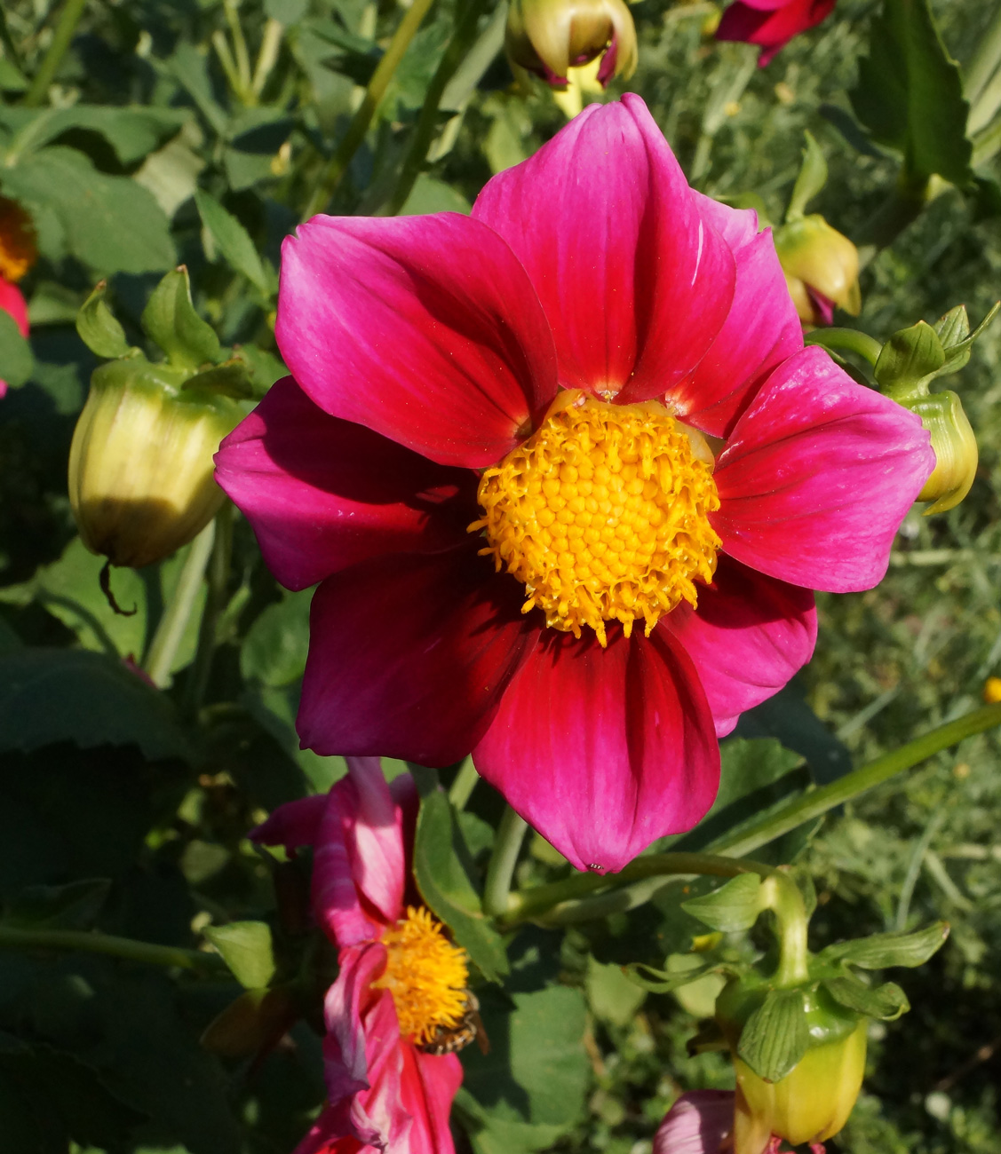 Image of Dahlia pinnata specimen.