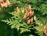 Thuja occidentalis. Ветвь с созревшими шишечками (культивар). Московская обл., Раменский р-н, окр. дер. Хрипань, садовый участок. 15.09.2015.