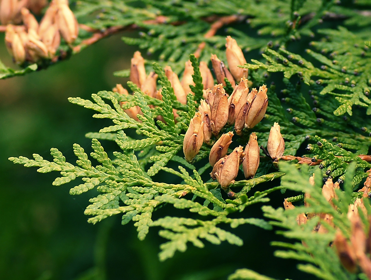 Изображение особи Thuja occidentalis.