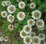 Trifolium repens