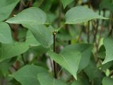 Syringa vulgaris