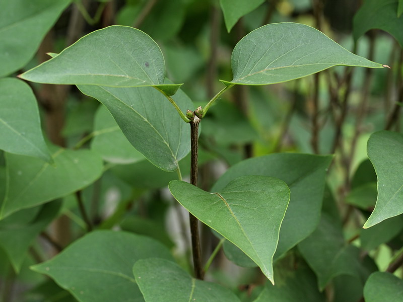 Image of Syringa vulgaris specimen.