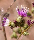 Cousinia umbrosa